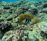 武藤潜水に投稿された画像（2025/3/2）