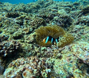 武藤潜水に投稿された画像（2025/3/2）