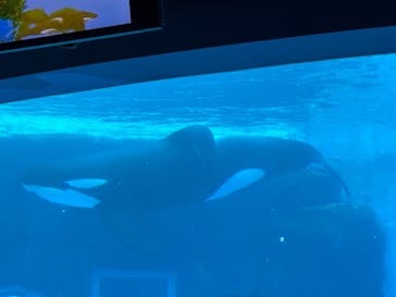 名古屋港水族館に投稿された画像（2025/3/2）