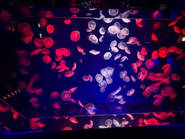 名古屋港水族館に投稿された画像（2025/3/2）