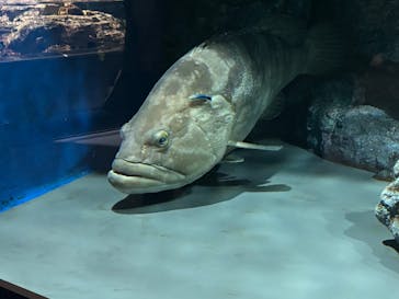 名古屋港水族館に投稿された画像（2025/3/2）
