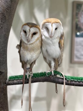 Moff animal cafe イオンモール新利府店に投稿された画像（2025/3/2）