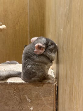 Moff animal cafe イオンモール新利府店に投稿された画像（2025/3/2）