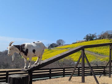 マザー牧場に投稿された画像（2025/3/2）