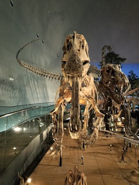 福井県立恐竜博物館に投稿された画像（2025/3/2）