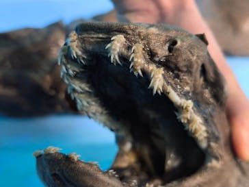 横浜・八景島シーパラダイスに投稿された画像（2025/3/2）