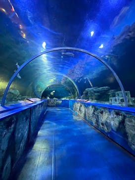 しながわ水族館に投稿された画像（2025/3/2）