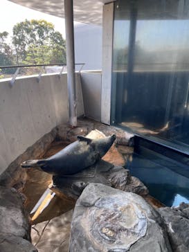 しながわ水族館に投稿された画像（2025/3/2）