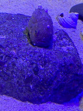 新江ノ島水族館に投稿された画像（2025/3/2）