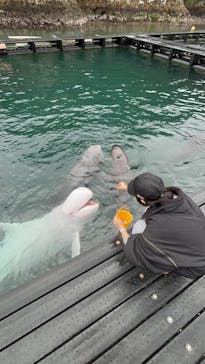 太地町立くじらの博物館に投稿された画像（2025/3/2）