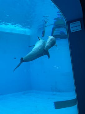 名古屋港水族館に投稿された画像（2025/3/2）