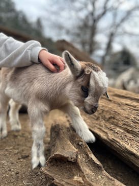 ダチョウ王国石岡ファームに投稿された画像（2025/3/2）