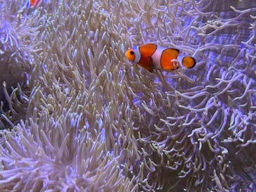 大分マリーンパレス水族館 「うみたまご」に投稿された画像（2025/3/2）