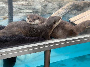 大分マリーンパレス水族館 「うみたまご」に投稿された画像（2025/3/2）