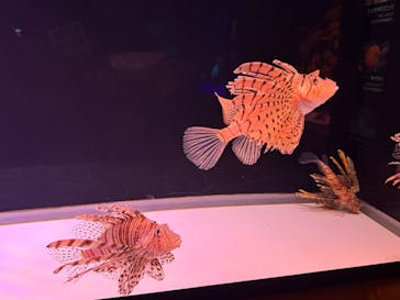 大分マリーンパレス水族館 「うみたまご」に投稿された画像（2025/3/2）