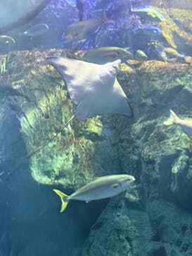 大分マリーンパレス水族館 「うみたまご」に投稿された画像（2025/3/2）