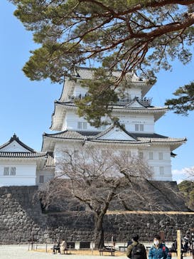 小田原城に投稿された画像（2025/3/2）