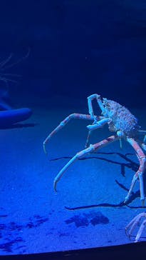 竹島水族館に投稿された画像（2025/3/2）