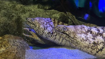竹島水族館に投稿された画像（2025/3/2）