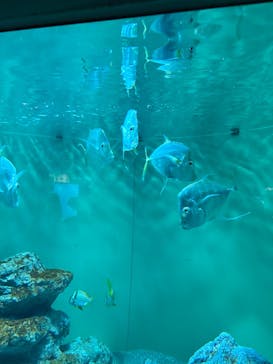 葛西臨海水族園に投稿された画像（2025/3/2）