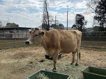 ダチョウ王国石岡ファームに投稿された画像（2025/3/2）