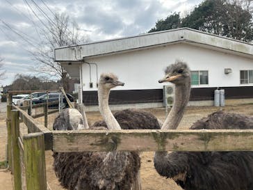 ダチョウ王国石岡ファームに投稿された画像（2025/3/2）