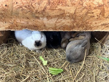 ダチョウ王国石岡ファームに投稿された画像（2025/3/2）