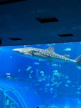 沖縄美ら海水族館に投稿された画像（2025/3/2）