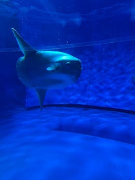 アクアワールド茨城県大洗水族館に投稿された画像（2025/3/2）