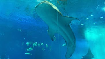 沖縄美ら海水族館に投稿された画像（2025/3/2）