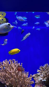 沖縄美ら海水族館に投稿された画像（2025/3/2）