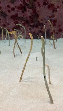 沖縄美ら海水族館に投稿された画像（2025/3/2）