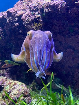 沖縄美ら海水族館に投稿された画像（2025/3/2）