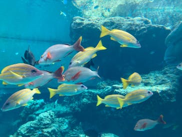 沖縄美ら海水族館に投稿された画像（2025/3/2）