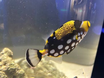 NIFREL（ニフレル）に投稿された画像（2025/3/2）