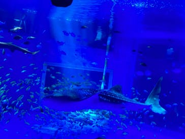 のとじま水族館に投稿された画像（2025/3/2）