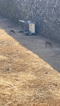 名古屋城に投稿された画像（2025/3/2）