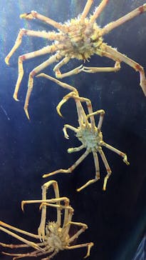 竹島水族館に投稿された画像（2025/3/2）