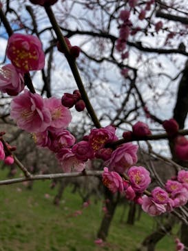 偕楽園本園に投稿された画像（2025/3/2）