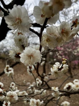 偕楽園本園に投稿された画像（2025/3/2）