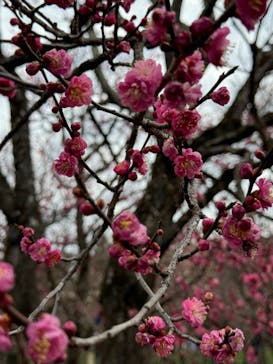 偕楽園本園に投稿された画像（2025/3/2）