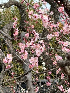 偕楽園本園に投稿された画像（2025/3/2）