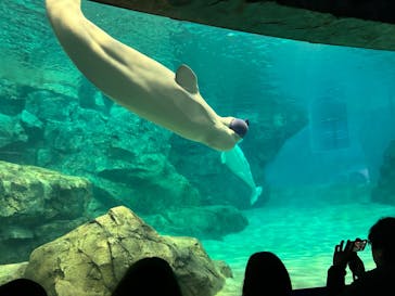 名古屋港水族館に投稿された画像（2025/3/2）