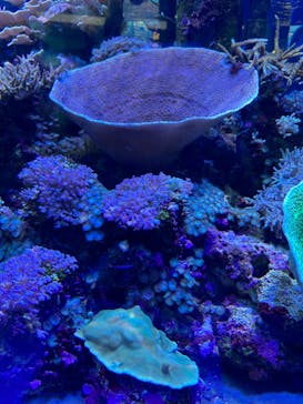 名古屋港水族館に投稿された画像（2025/3/2）