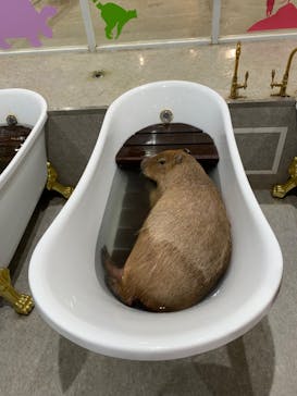 アニタッチ 東京ドームシティに投稿された画像（2025/3/2）