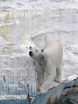天王寺動物園に投稿された画像（2025/3/2）