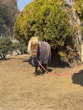 乗馬クラブ 千葉ライディングパークに投稿された画像（2025/3/2）