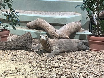 名古屋市東山動植物園に投稿された画像（2025/3/2）