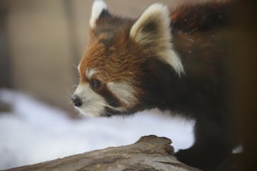 那須どうぶつ王国に投稿された画像（2025/3/2）