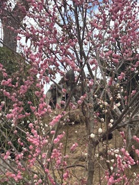 偕楽園本園に投稿された画像（2025/3/2）